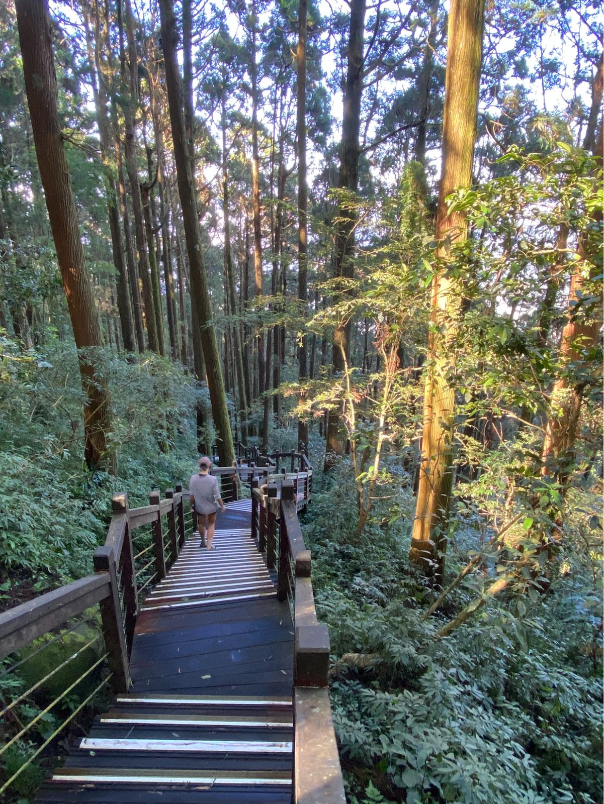 Boardwalks on the Mist, Cloud and Tea routes (left), and views of tea fields from Shizhuo (right)